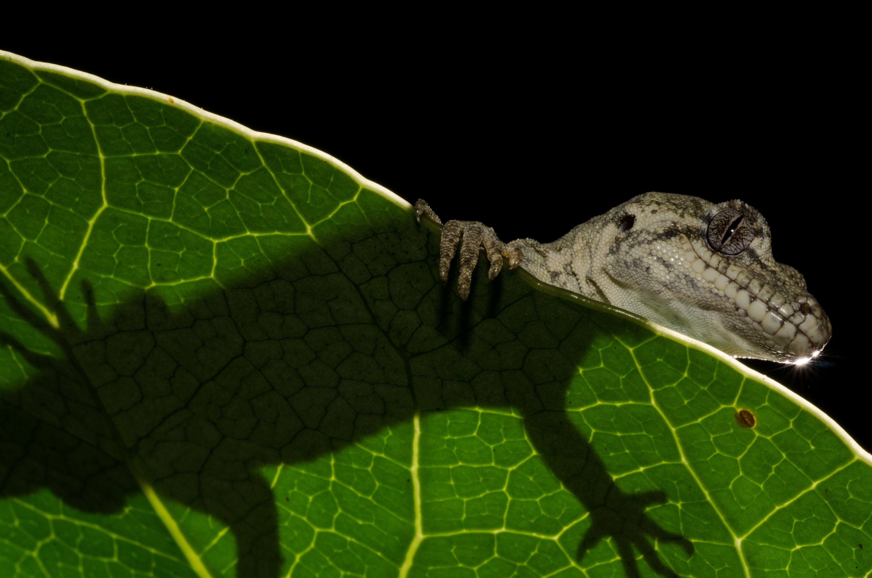 DSC_5220 – Forest, gecko, Hoplodactylus, granulatus, lizard, Crispin, reptiles, amphibians, rare, cold, blood, new, new zealand, zealand, nz